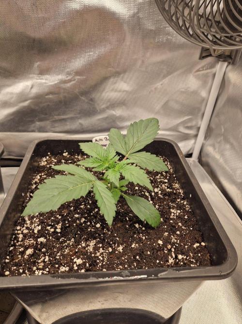 Bruce 420. Week 2