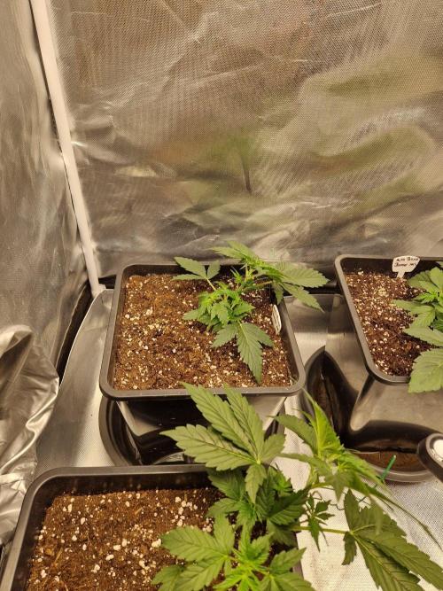 Bruce 420. Week 3
