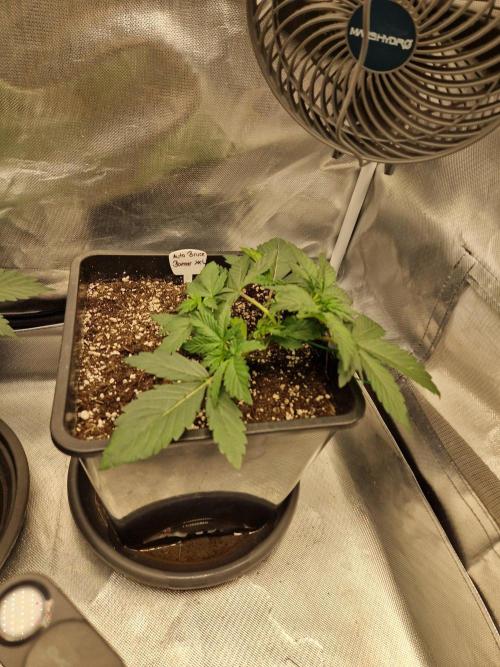 Bruce 420. Week 3