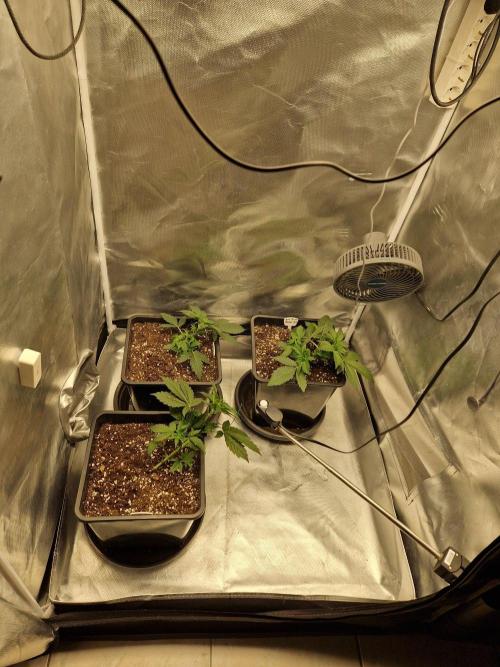 Bruce 420. Week 3