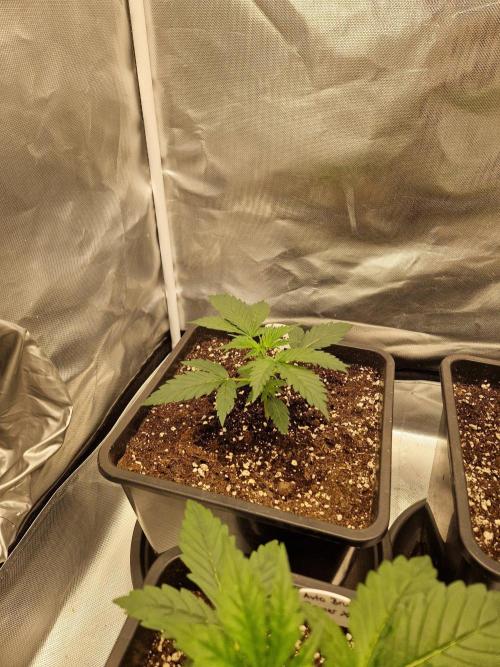 Bruce 420. Week 3