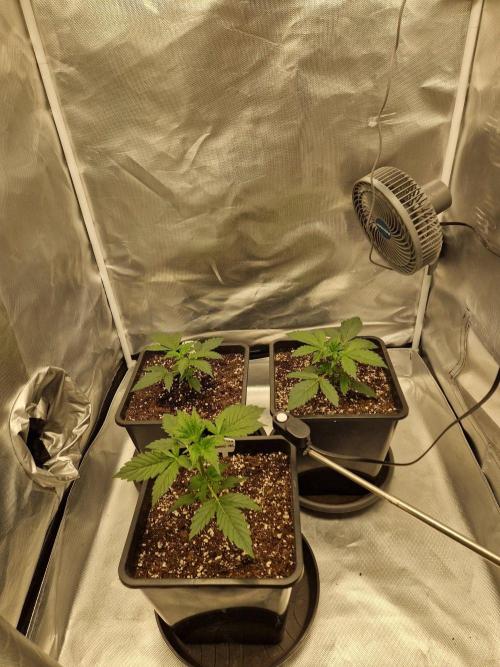 Bruce 420. Week 3