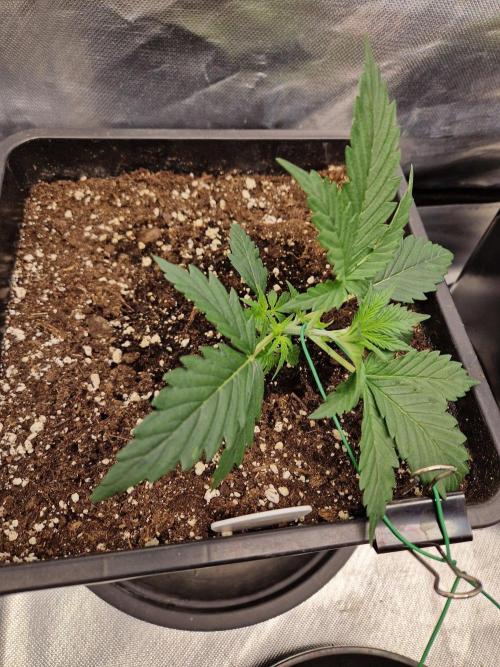 Bruce 420. Week 3