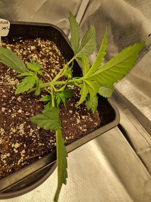 Bruce 420. Week 3