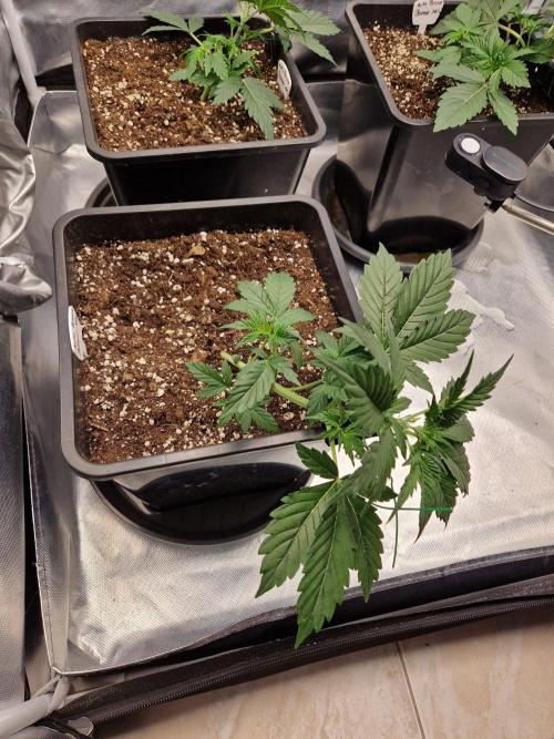 Bruce 420. Week 3
