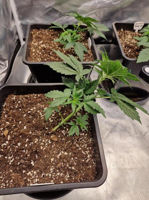 Bruce 420. Week 3