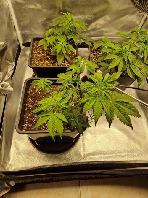 Bruce 420. Week 3