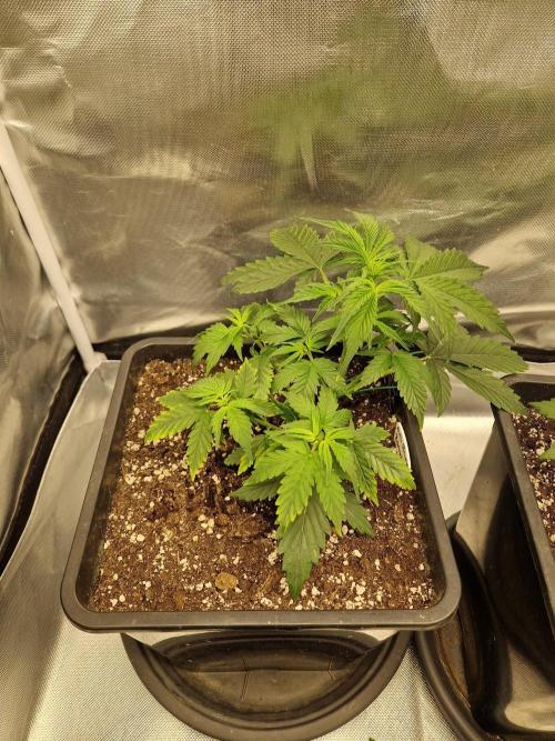 Bruce 420. Week 3