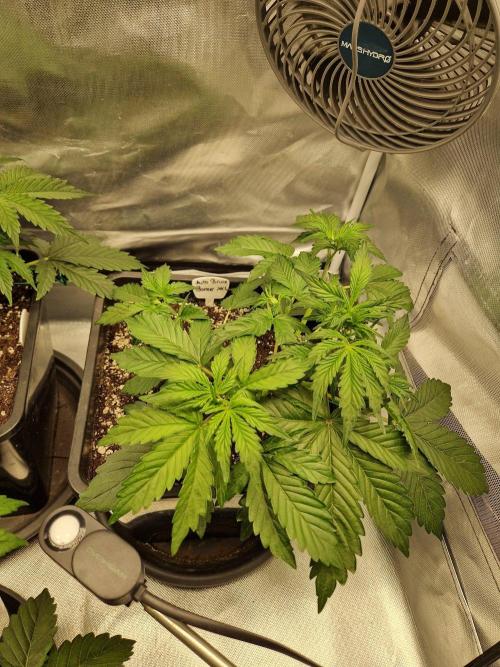 Bruce 420. Week 3