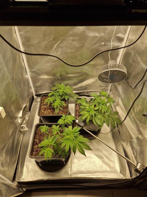 Bruce 420. Week 3