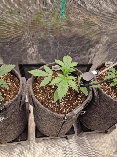 420 Gorilla. Week 3