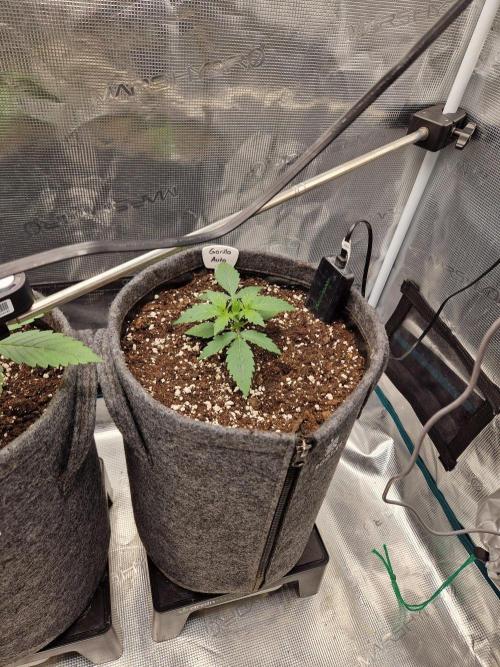 420 Gorilla. Week 3