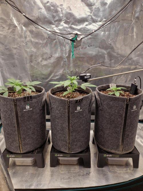 420 Gorilla. Week 3