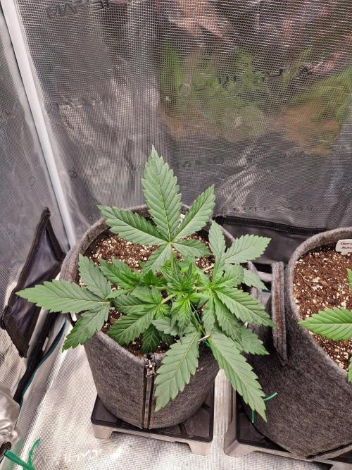 420 Gorilla. Week 3