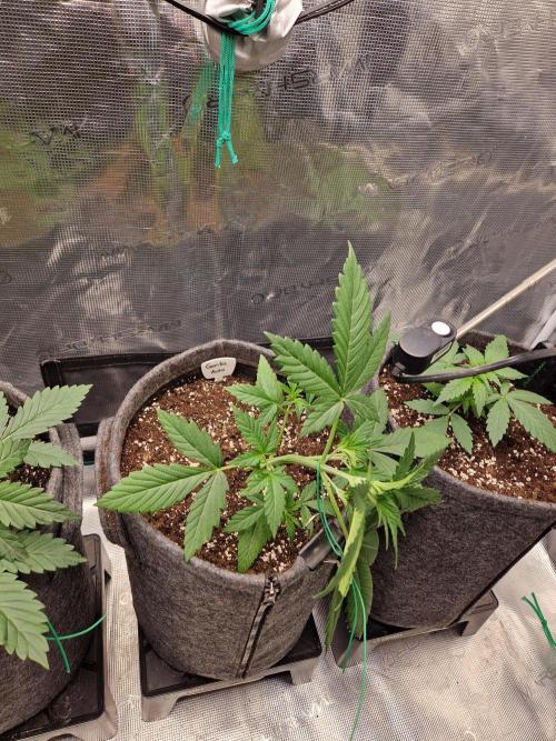 420 Gorilla. Week 3