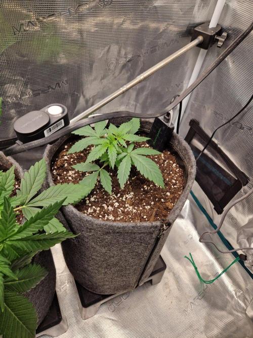 420 Gorilla. Week 3