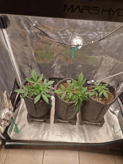 420 Gorilla. Week 3