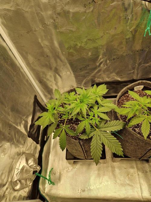 420 Gorilla. Week 3