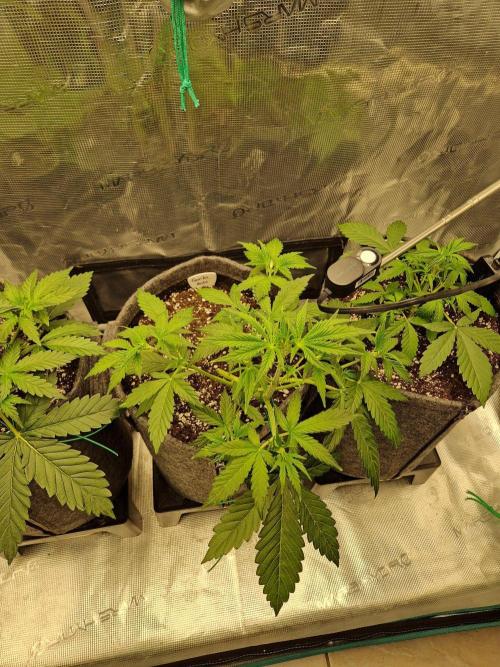 420 Gorilla. Week 3