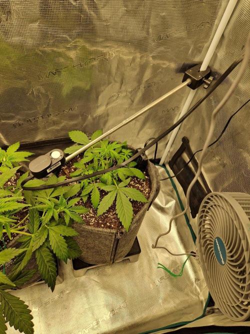 420 Gorilla. Week 3