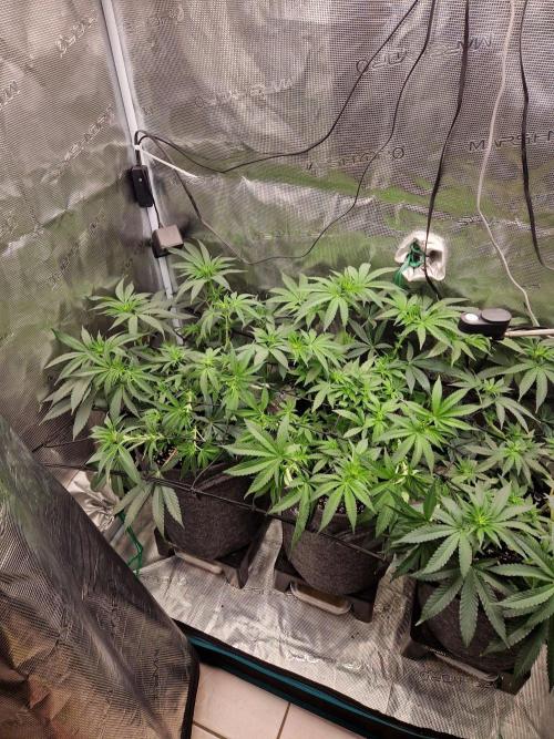 Dynamite Diesel. Week 7