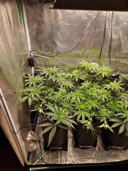 Dynamite Diesel. Week 7