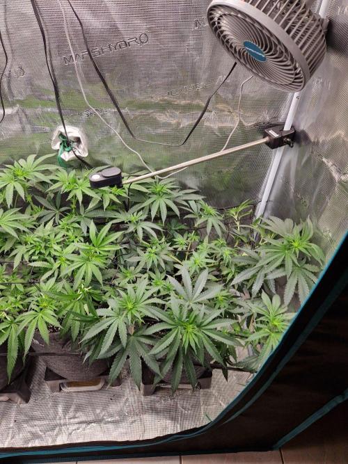 Dynamite Diesel. Week 7