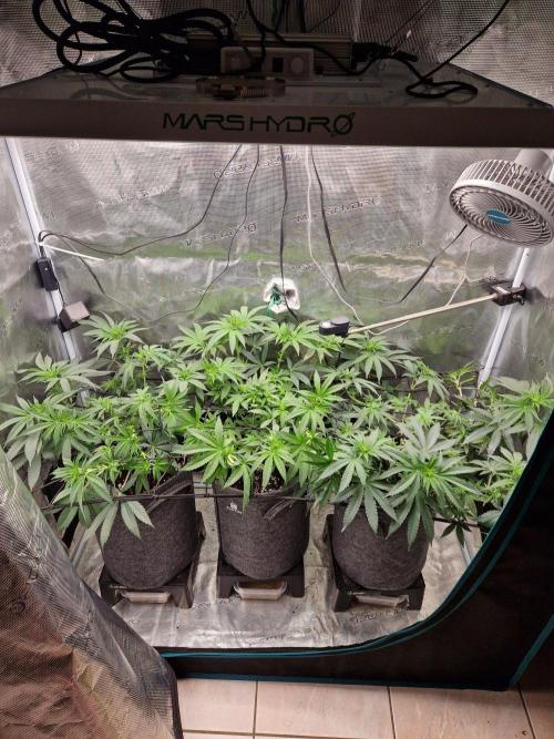Dynamite Diesel. Week 7