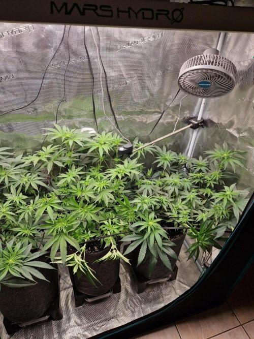 Dynamite Diesel. Week 7
