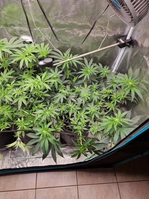 Dynamite Diesel. Week 7