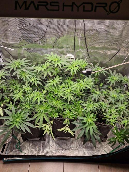 Dynamite Diesel. Week 7