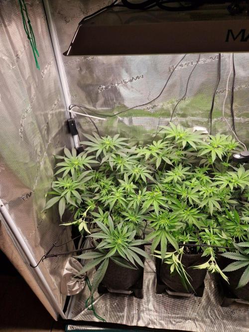 Dynamite Diesel. Week 7
