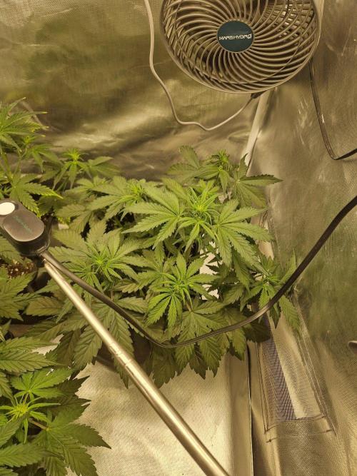 Bruce 420. Week 4