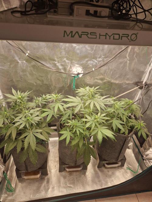 420 Gorilla. Week 5