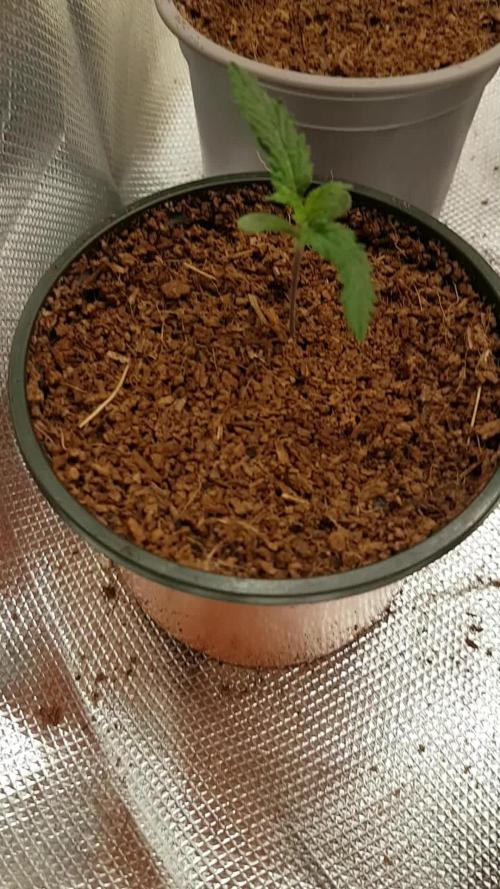 blueberry candy kush