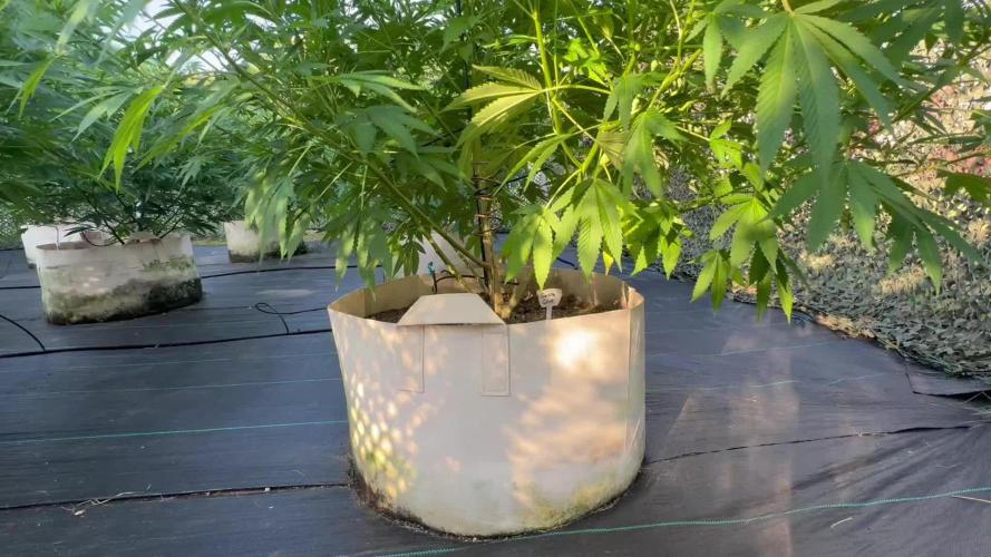 Electroculture Valley Grow