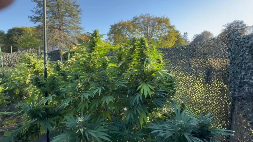 Electroculture Valley Grow