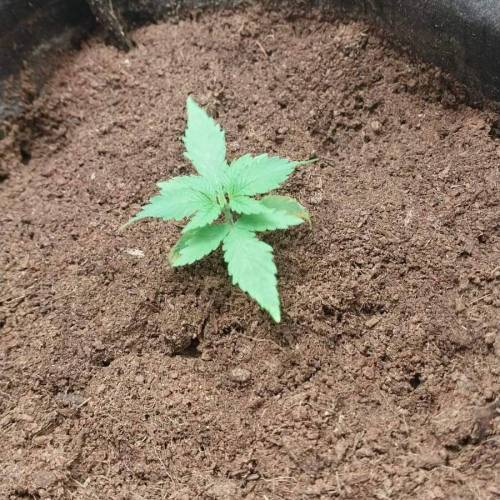 Tatanka Pure CBD. Week 4
