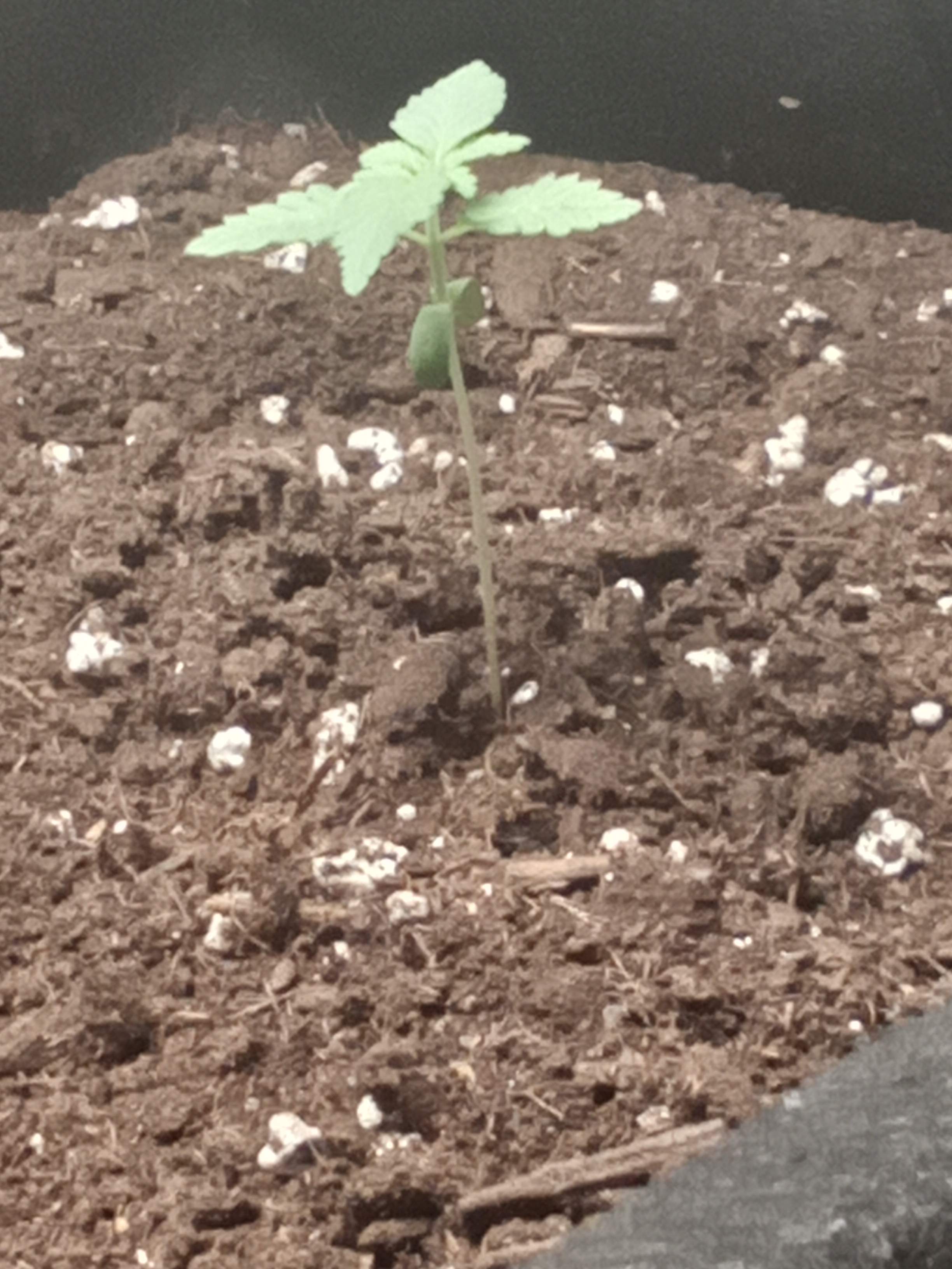 Are my plants healthy? What to do to help plants grow stronger grow