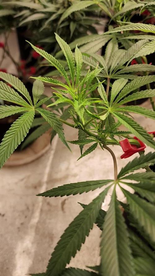 Chernobyl (Slymer Cut) S1