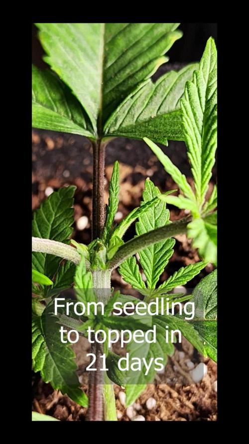 Chernobyl (Slymer Cut) S1