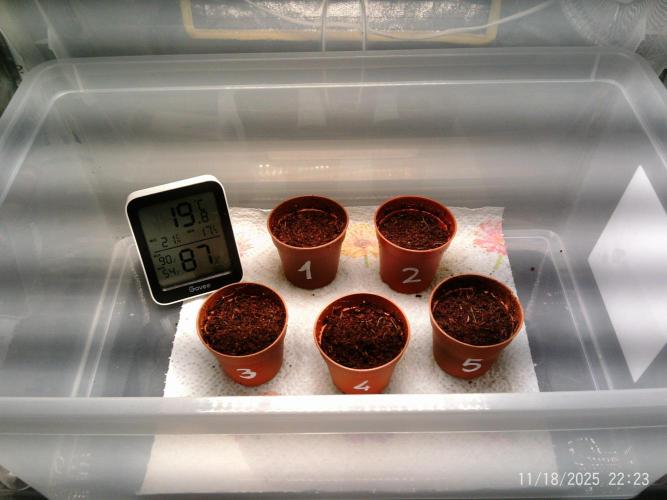 Girl Scout Cookies. Week 0 - 18/11