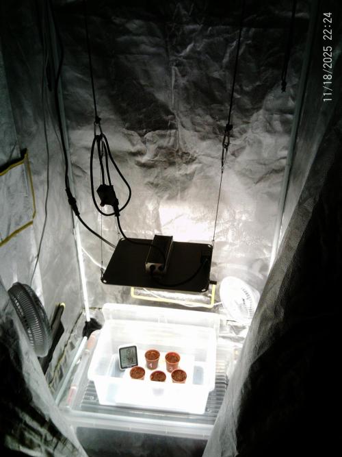 Girl Scout Cookies. Week 0 - 18/11