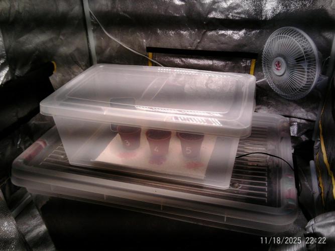 Girl Scout Cookies. Week 0 - 18/11