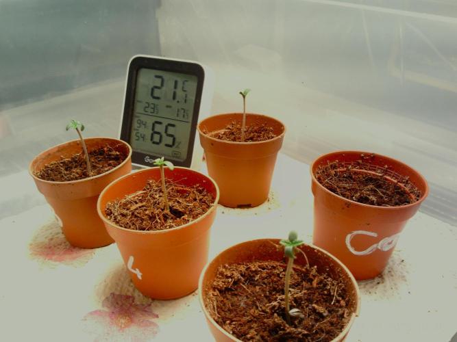 Girl Scout Cookies. Week 0 - 23/11