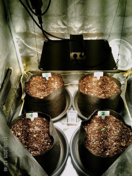 Girl Scout Cookies. Week 1 - 29-11