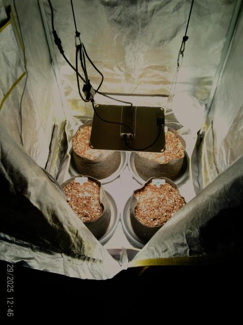 Girl Scout Cookies. Week 1 - 29-11