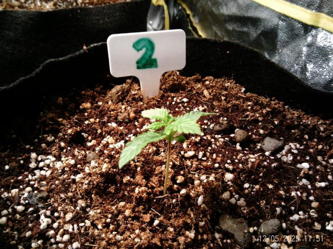 Girl Scout Cookies. Week 2 - 05/12