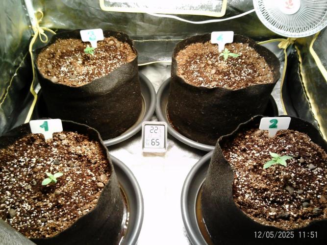 Girl Scout Cookies. Week 2 - 05/12