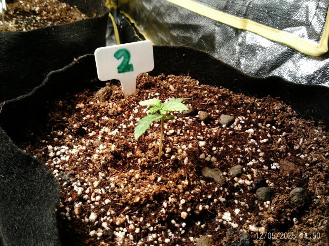 Girl Scout Cookies. Week 2 - 05/12